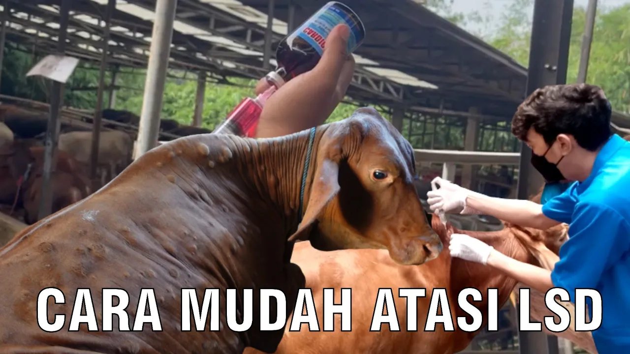 
                                 Cara-Mudah-Pengobatan-LSD